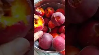 Вредители плодового сада