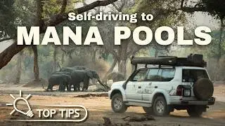 Self-Driving to Mana Pools – Everything You Need to Know Before You Go!