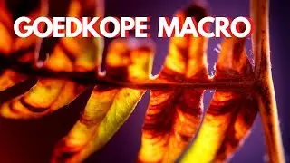 CHEAP MACROPHOTOGRAPHY with 