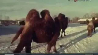 1991 год. Верблюжья ферма в Челябинской области.
