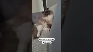 коты и мужики🙈 