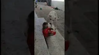 Никуша со своими друзьями,  прошёл дождик, на улице хорошая погода ,не жарко.