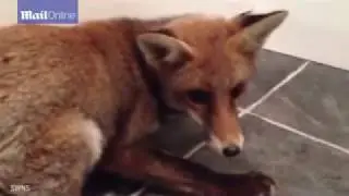 Fox on the loose! Fox runs around mans house