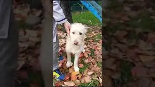Symiko.ru | Собака Белла ищет дом. Отдаем бесплатно. Собаки в дар в добрые руки.