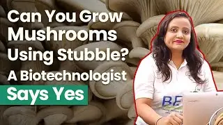 Can You Grow Mushrooms Using Stubble? A Biotechnologist Says Yes