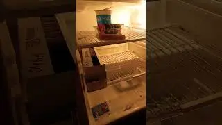 завазаврики добывают еду