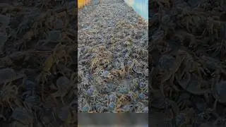 Why are crabs released into rice fields?