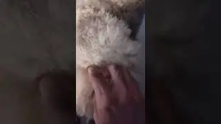 POODLE 🐩 BOSS!!🥰