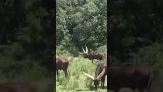 long horned ankole cattle