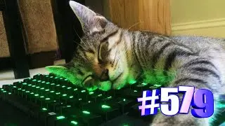 Кошки спят. Милота (часть 1) 💯😍😘🐱