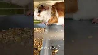Степан Бандера з Майорки) Або як дітей міняють на курей)) #beemama #shorts #бімама #свинка #майорка