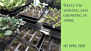 What I'm sowing and growing in April