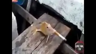 Smoking Fish unique Fish Realy