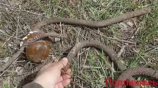 Коп железа удался!