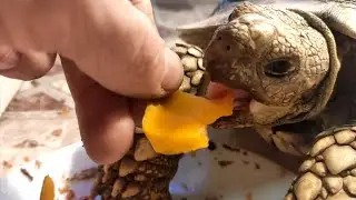Видели моего зверя? Это милее любых котиков!