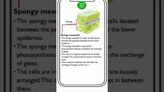Lesson 10: The Structure and Function of the Spongy mesophyll