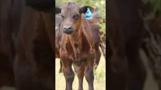 Friends on the farm #seeaustralia #anguscalf #anguscattle #calf #cowsofinstagram #farmlife  #animals