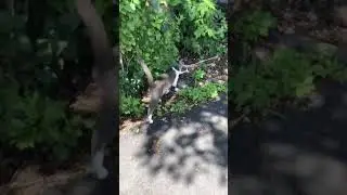 Bush gives birth to adorable meowing kitten