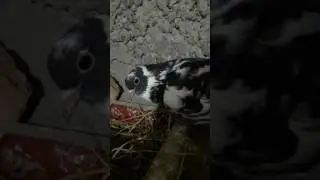 Erzurum Kumrusu Pala Recep