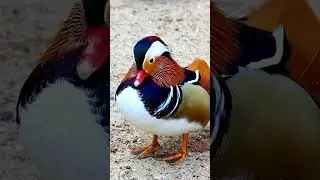 Mandarin Duck: Beautiful bird 😍 