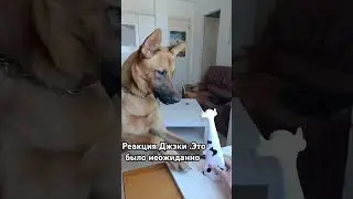Джеки #бельгийскаяовчарка #собака #рекомендация #прикол #топ #собаки  #джеки #животные