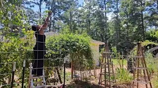 Lesson learned. The cons outweigh the pros. #gardening