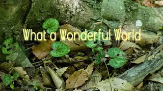 What a Wonderful World