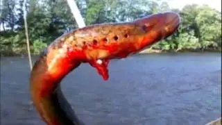 рыбы мутант водятся !!! Страшно!! ржач, угар, смех, юмор!!!