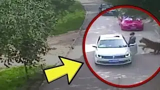 This Tiger’s Reaction After Seeing A Pregnant Woman Is The Most Incredible Thing You’ll See Today