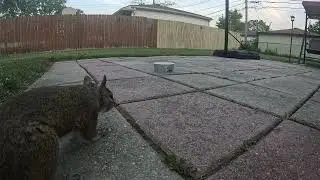 Backyard Masha