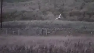 BarnOwl