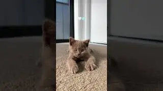 My new cat #cute #cuteanimals #pets #cat