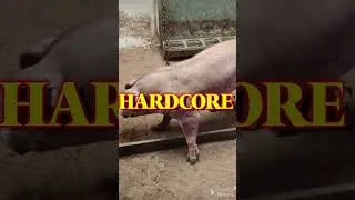 set HARDCORE 🤘