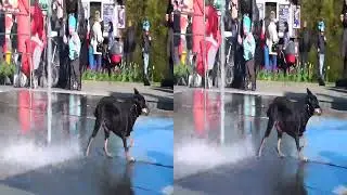 Dog playing with a fountain 3D for 3DTV set or Smart TV with 3D function