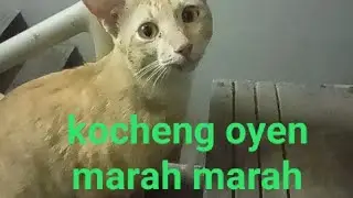 Kucing oyen marah-marah😠😠😠