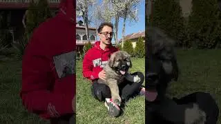 Things you should know before getting a Caucasian Shepherd Dog 🐻