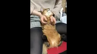 Cute cat and upskirt