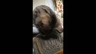 Beau teaches fake foilage a lesson