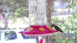 Hummingbirds shot with Logitech Rally PTZ camera