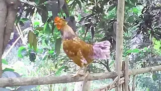 Rooster crowing compilation - rooster crowing sounds effect