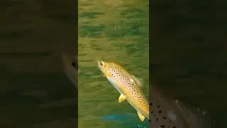 Güdümlü füze mübarek #trout #troutfishing #alabalık #fishing #alabalıkavı