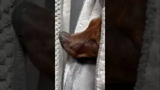 Mini doxie had a rough night!💤