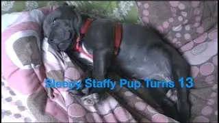 Sleepy Bella the Staffy Pup Says NO to Waking Up - Turns 13