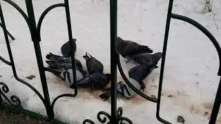Санкт-Петербургская соборная мечеть (29.01.2024)