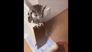 Owl is increasing