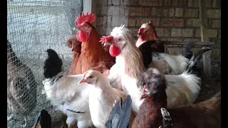 Куры доминант  хохлатые .