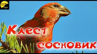 КЛЁСТ СОСНОВИК ОПИСАНИЕ И ФАКТЫ Loxia pytyopsittacus