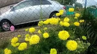 Вальс цветов