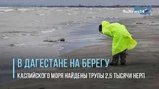 В Дагестане на берегу Каспийского моря найдены трупы 2,5 тысячи нерп / RuNews24