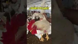 ¿Cuánto pesa un macho reproductor pesado?🐓❤️#avicultura#animals